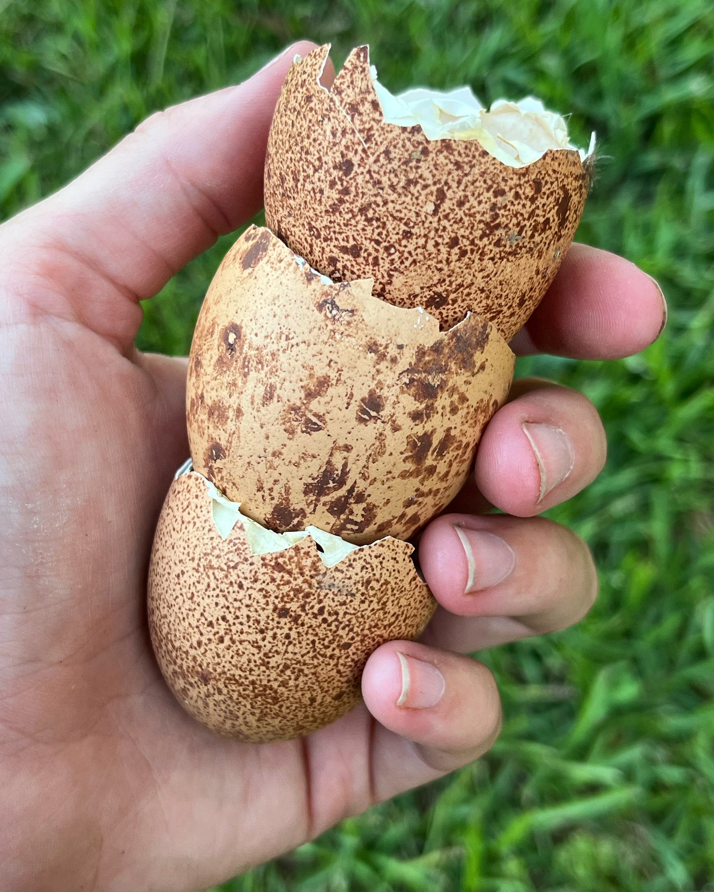 Rainbow Hatching Eggs Assortment