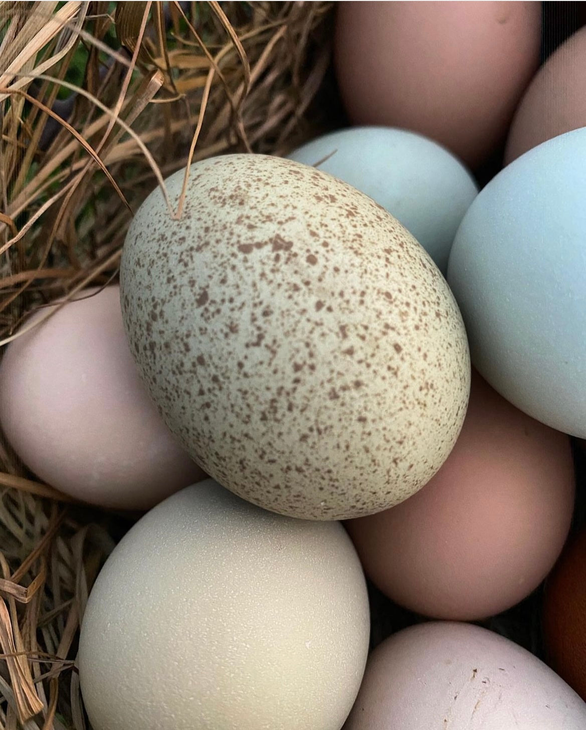 Rainbow Hatching Eggs Assortment