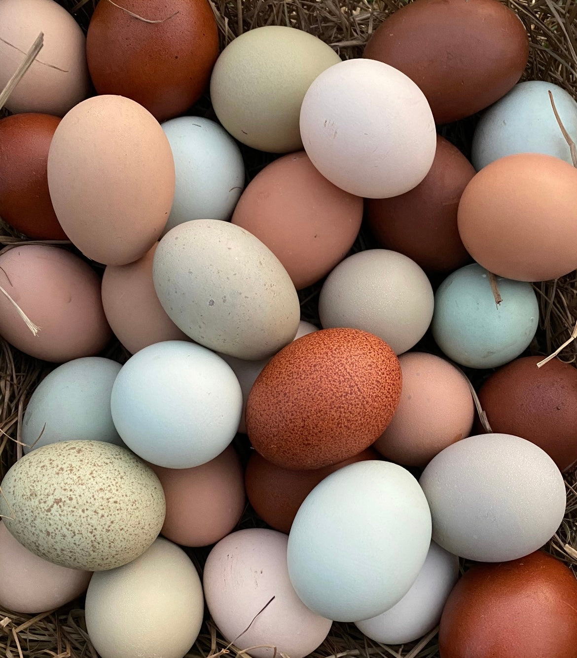 Rainbow Hatching Eggs Assortment