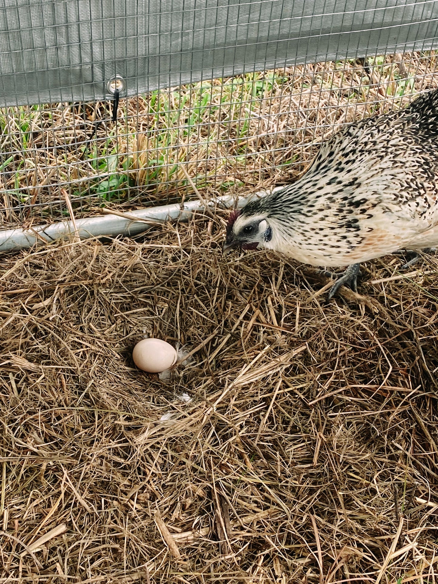 Mosaic hatching eggs