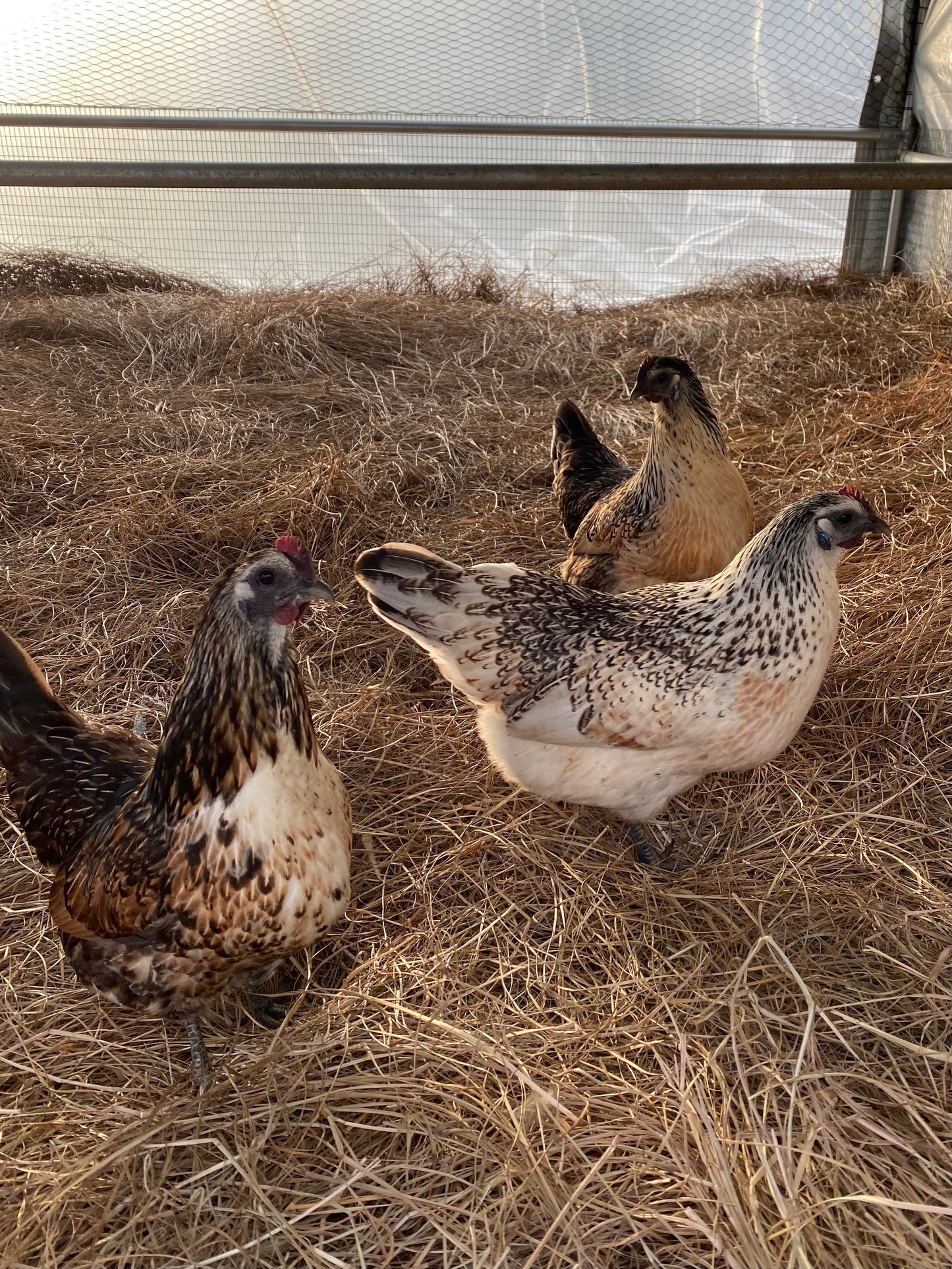 Mosaic hatching eggs