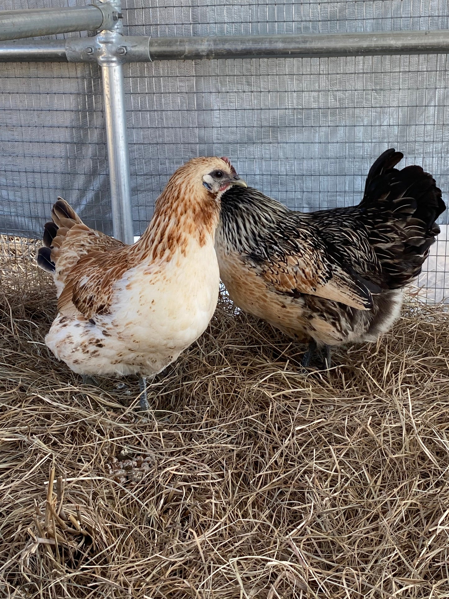 Mosaic hatching eggs