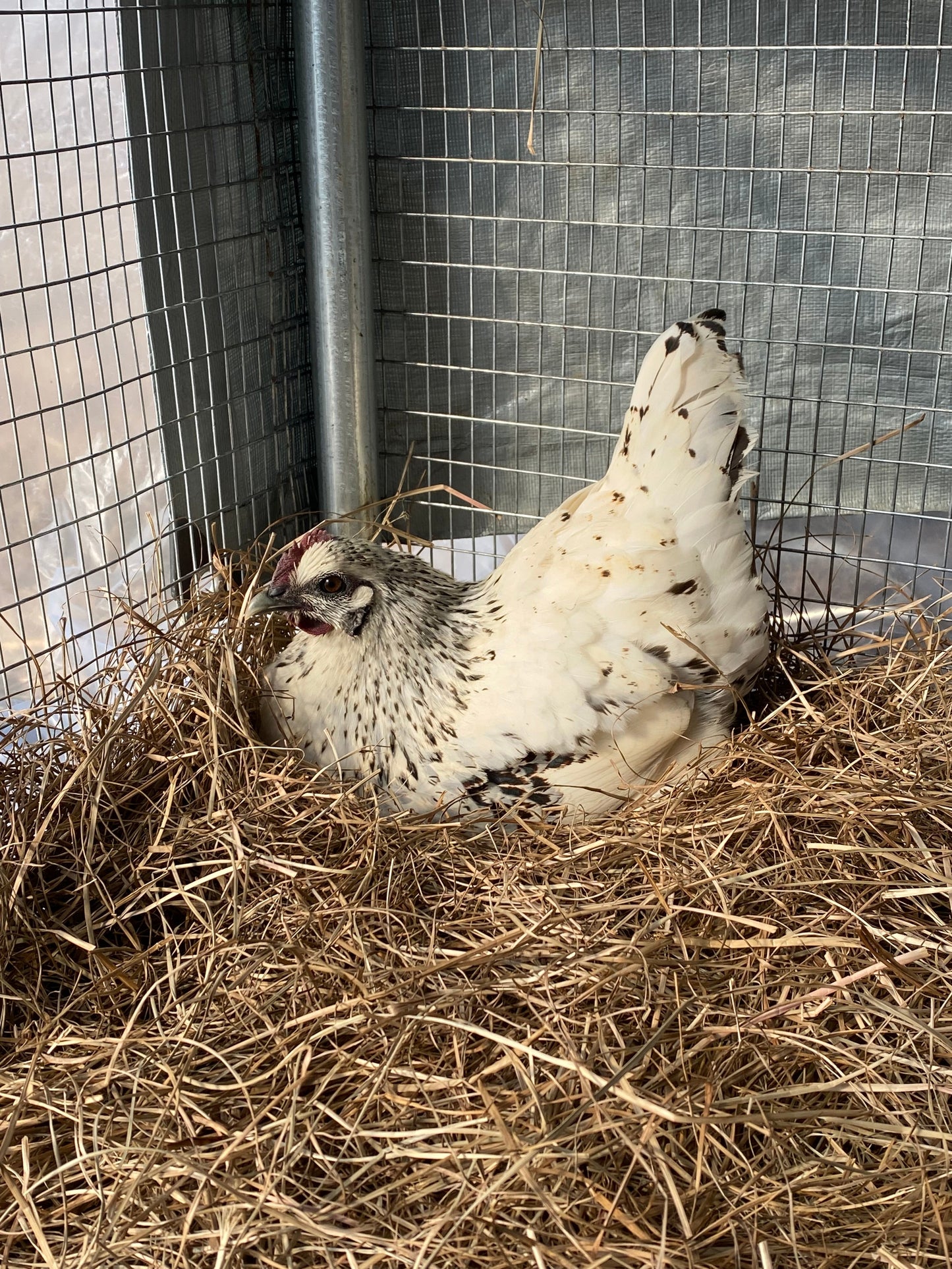 Mosaic hatching eggs