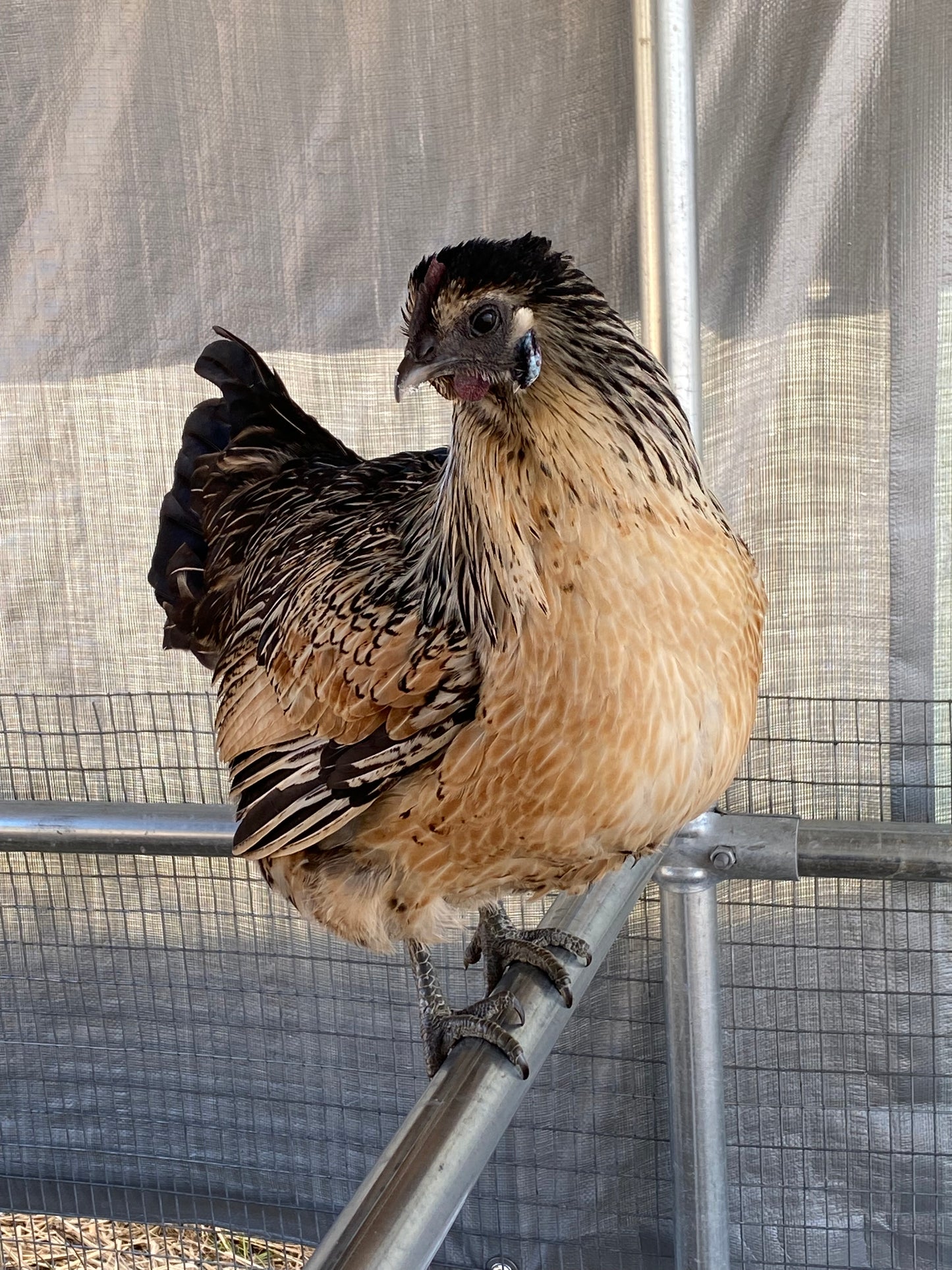 Mosaic day-old chick