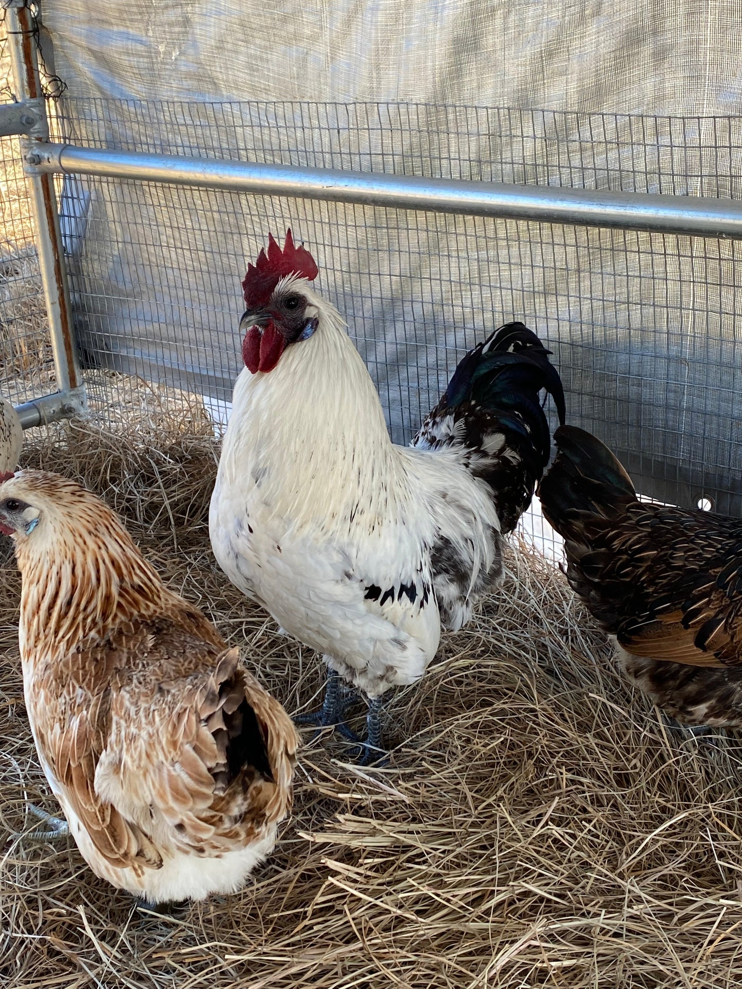 Mosaic hatching eggs