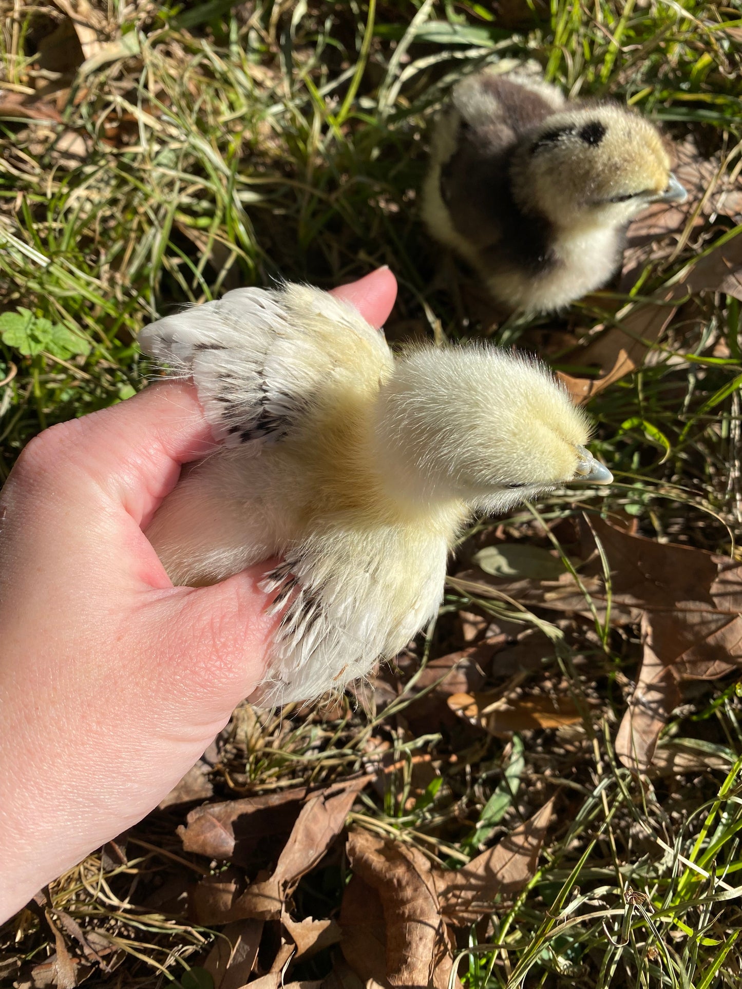 Mosaic hatching eggs