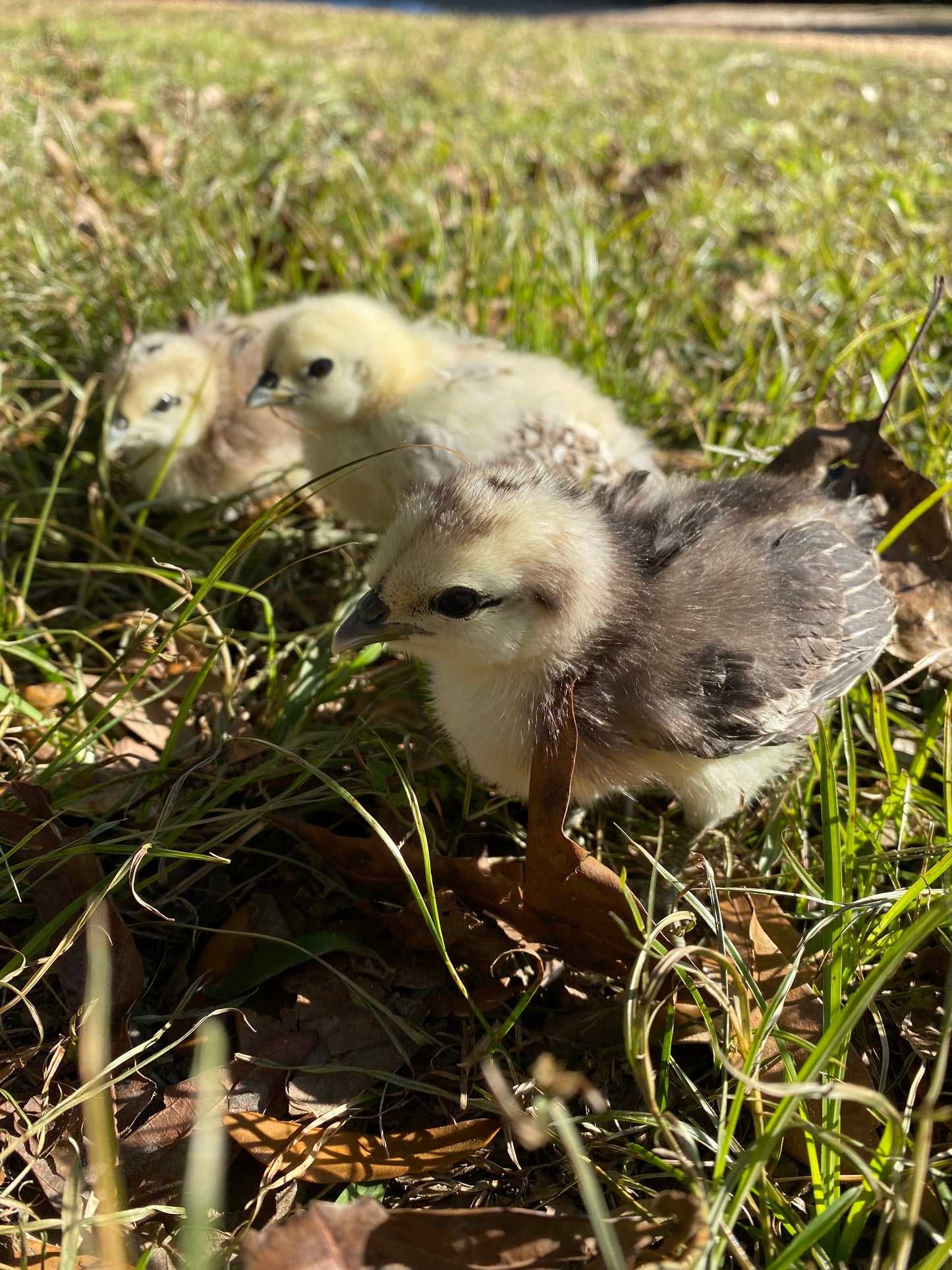 Mosaic hatching eggs