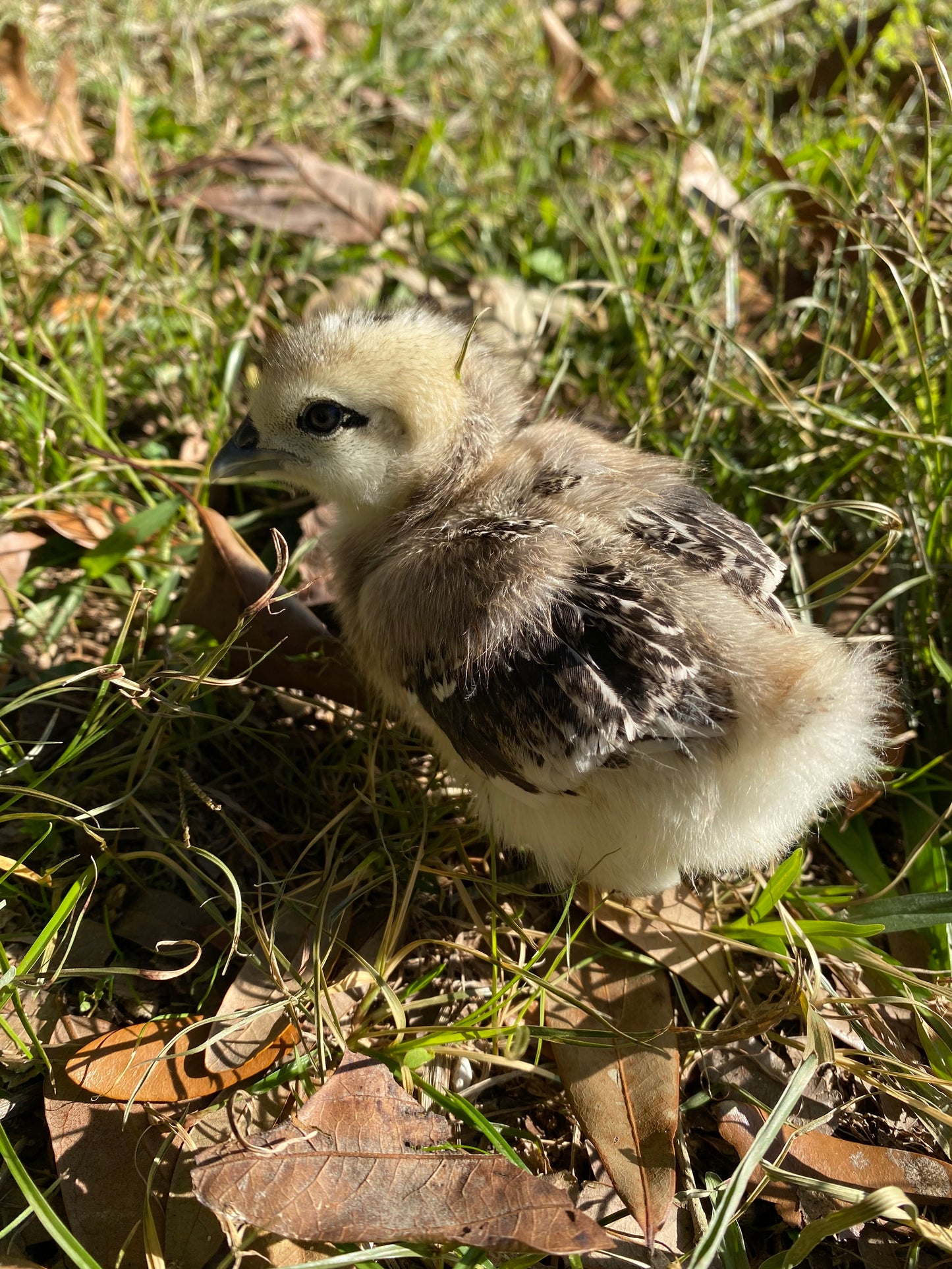 Mosaic day-old chick