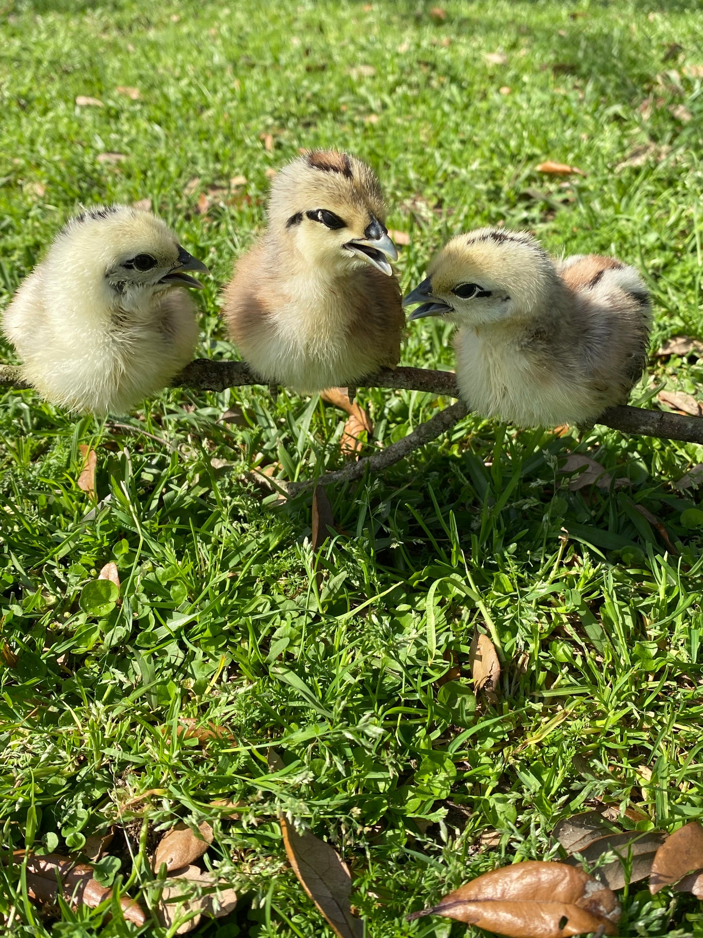 Mosaic day-old chick