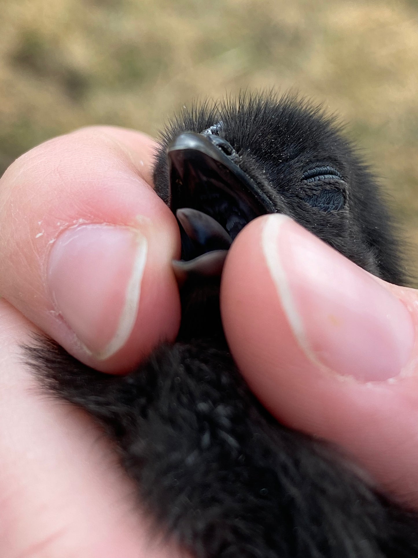 Ayam Cemani day-old chick