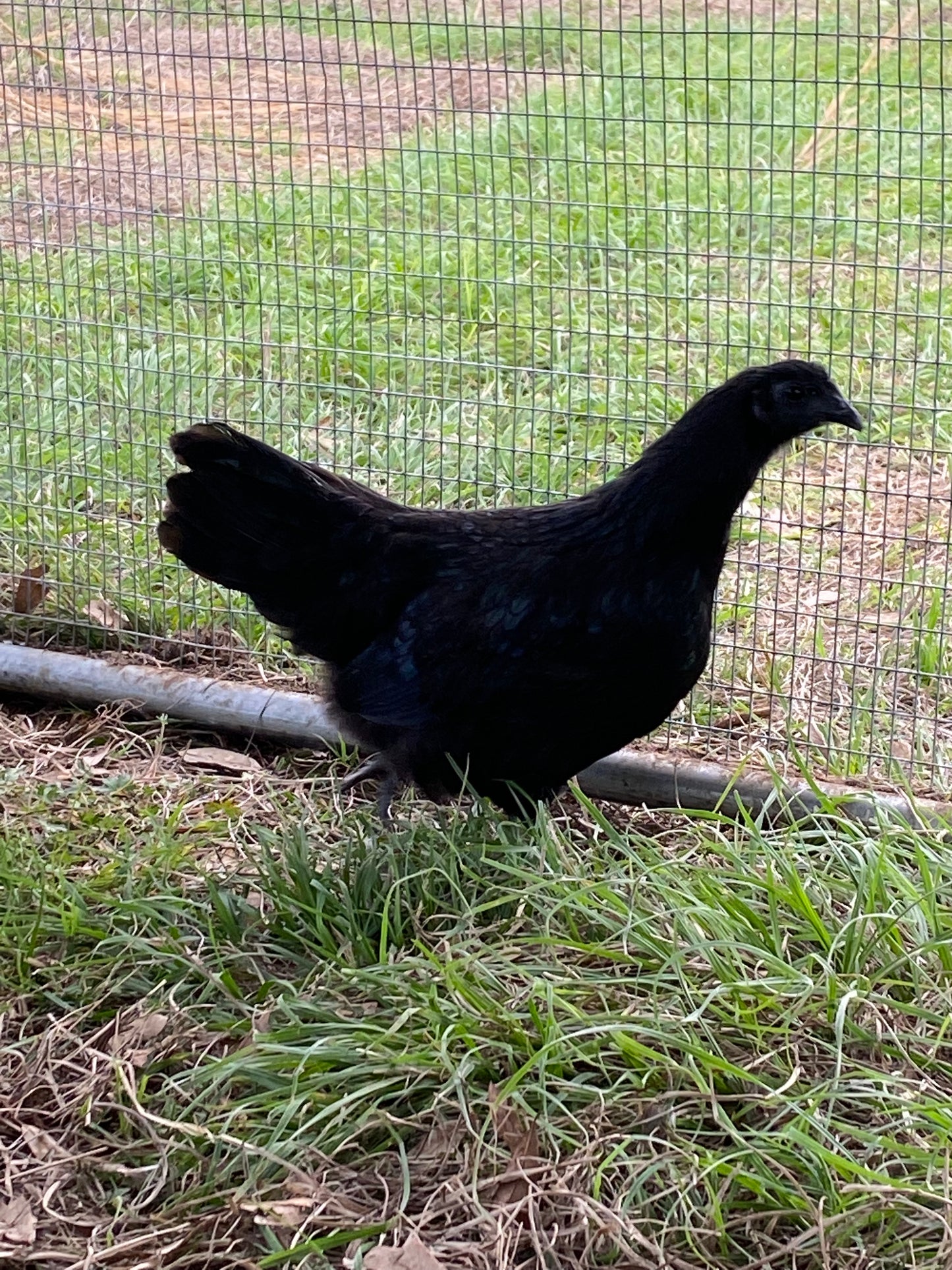 Ayam Cemani day-old chick