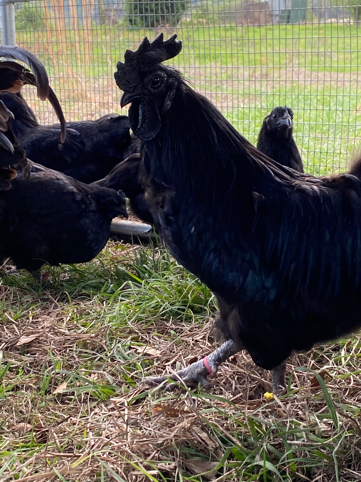 Ayam Cemani day-old chick