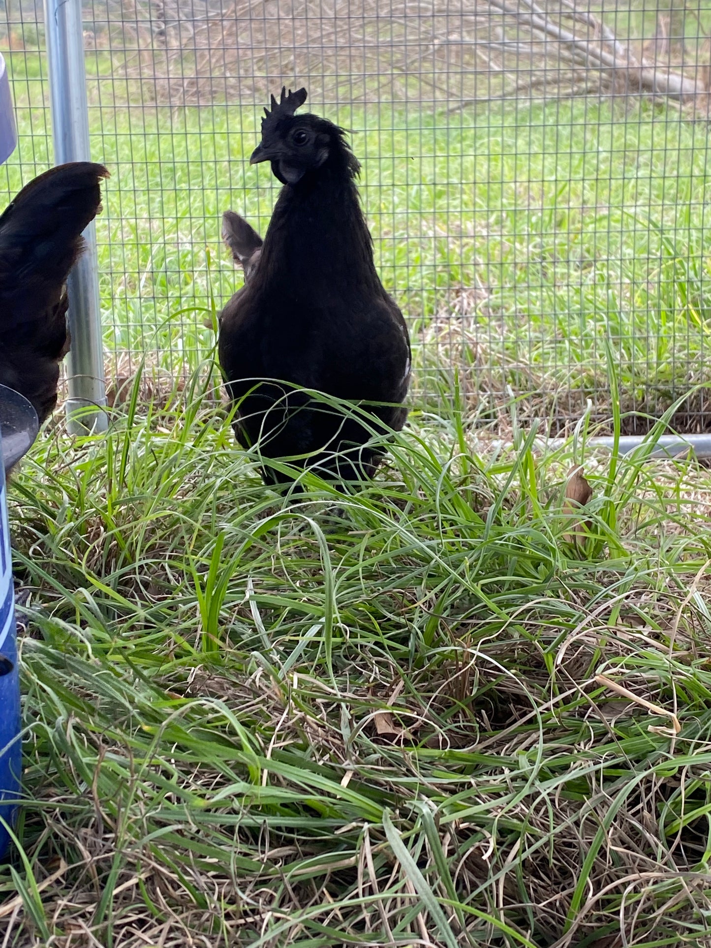 Ayam Cemani day-old chick