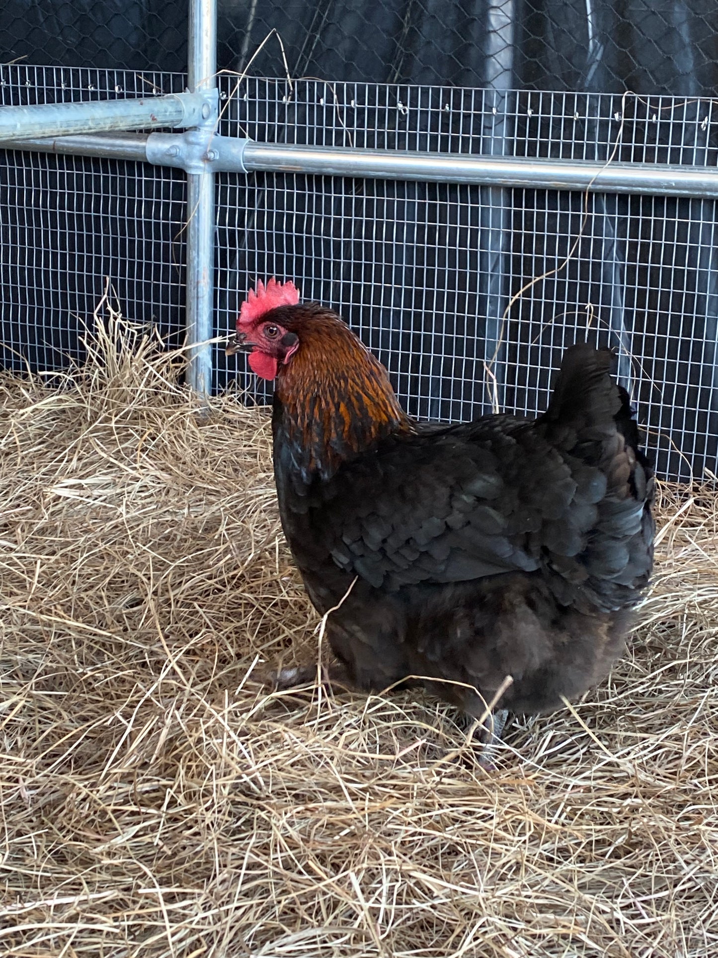 Black Copper Marans day-old chick