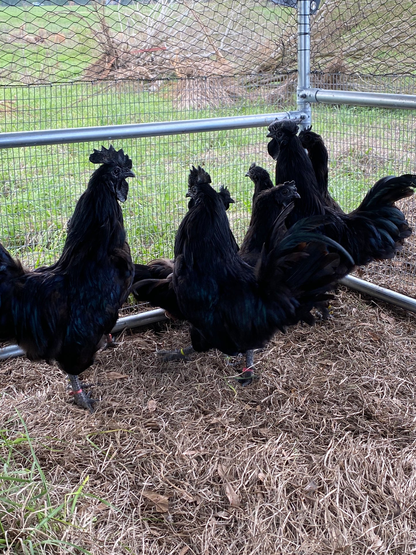 Ayam Cemani day-old chick