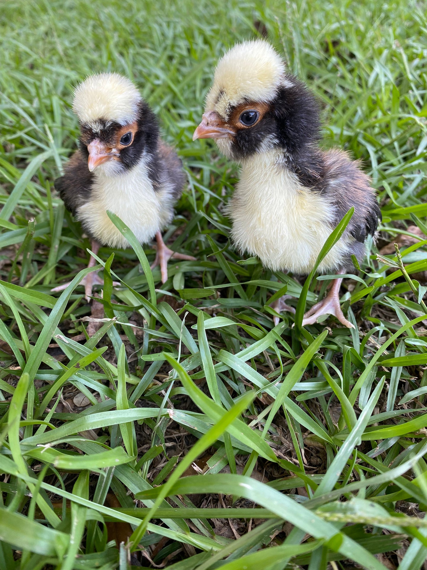 Tolbunt Polish (smooth) hatching eggs