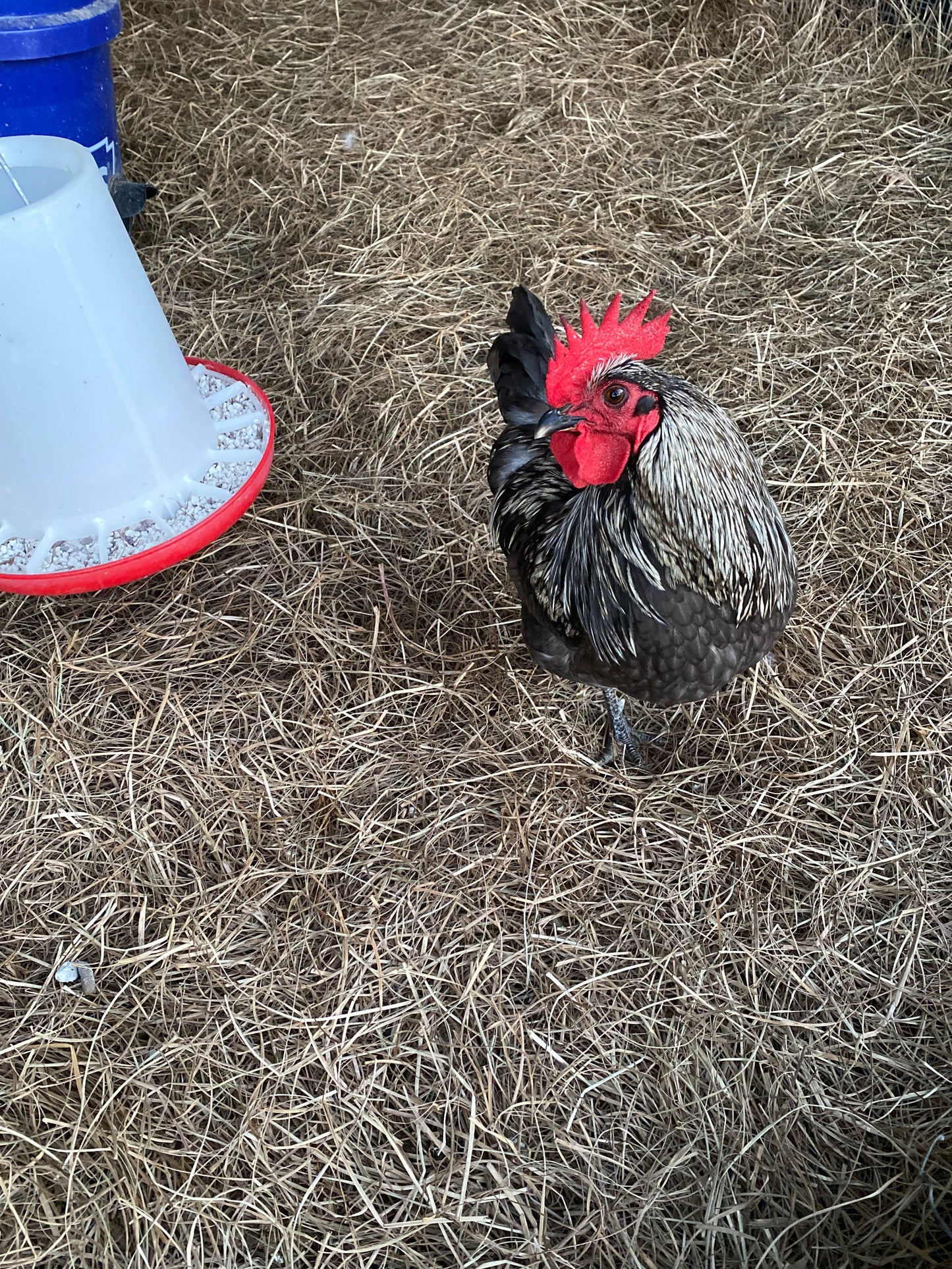 Silverudd's Blue day-old chick