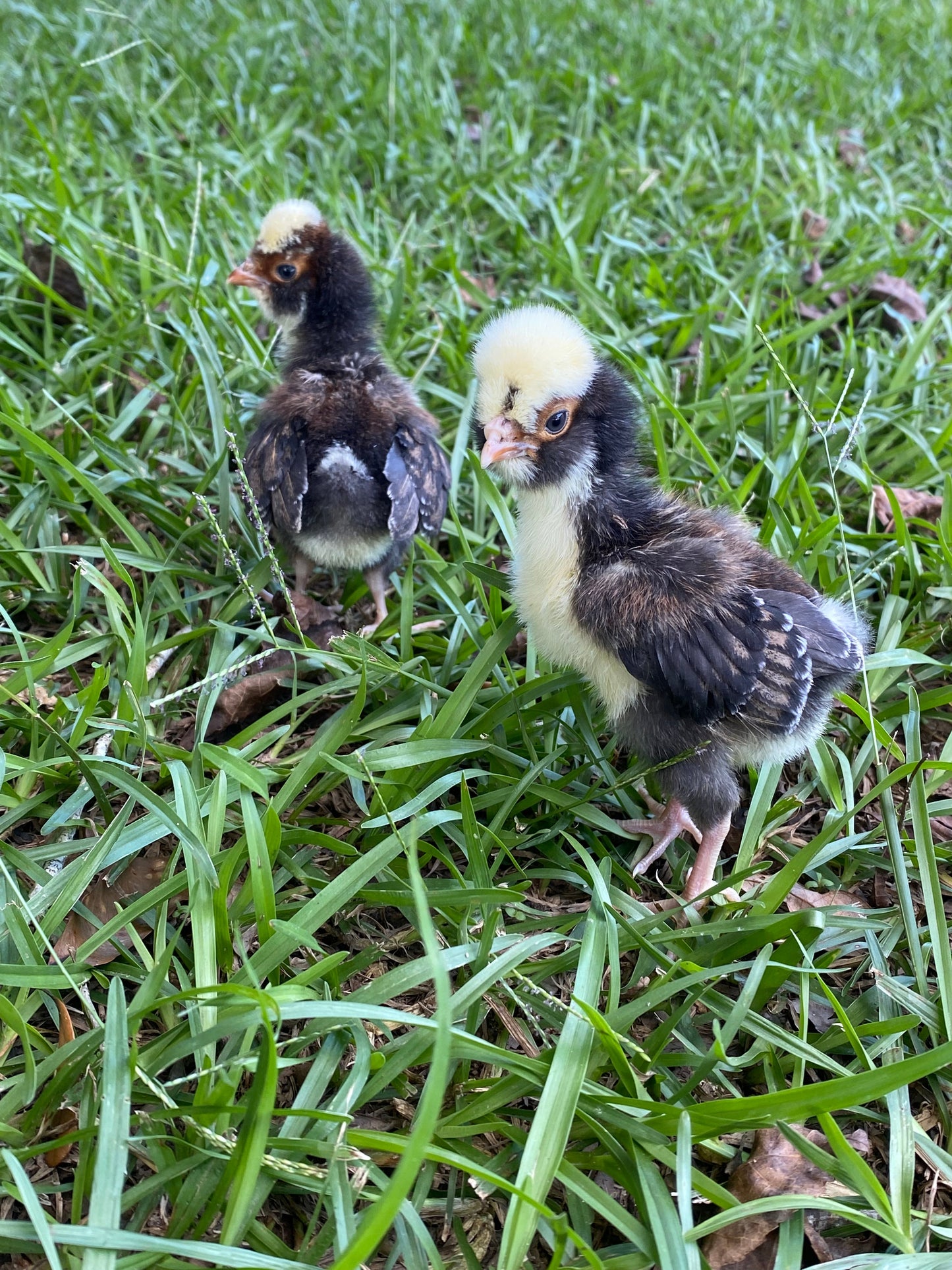 Tolbunt Polish (smooth) hatching eggs