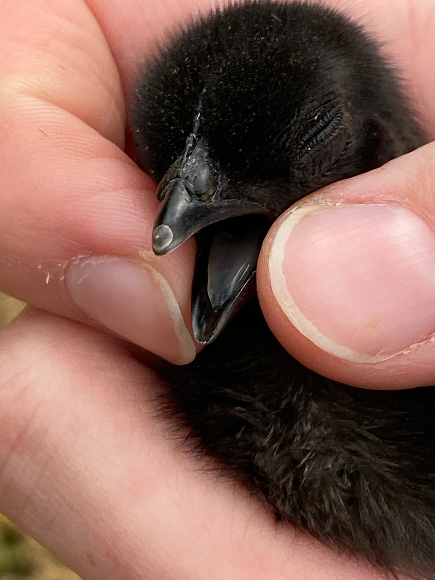 Ayam Cemani day-old chick