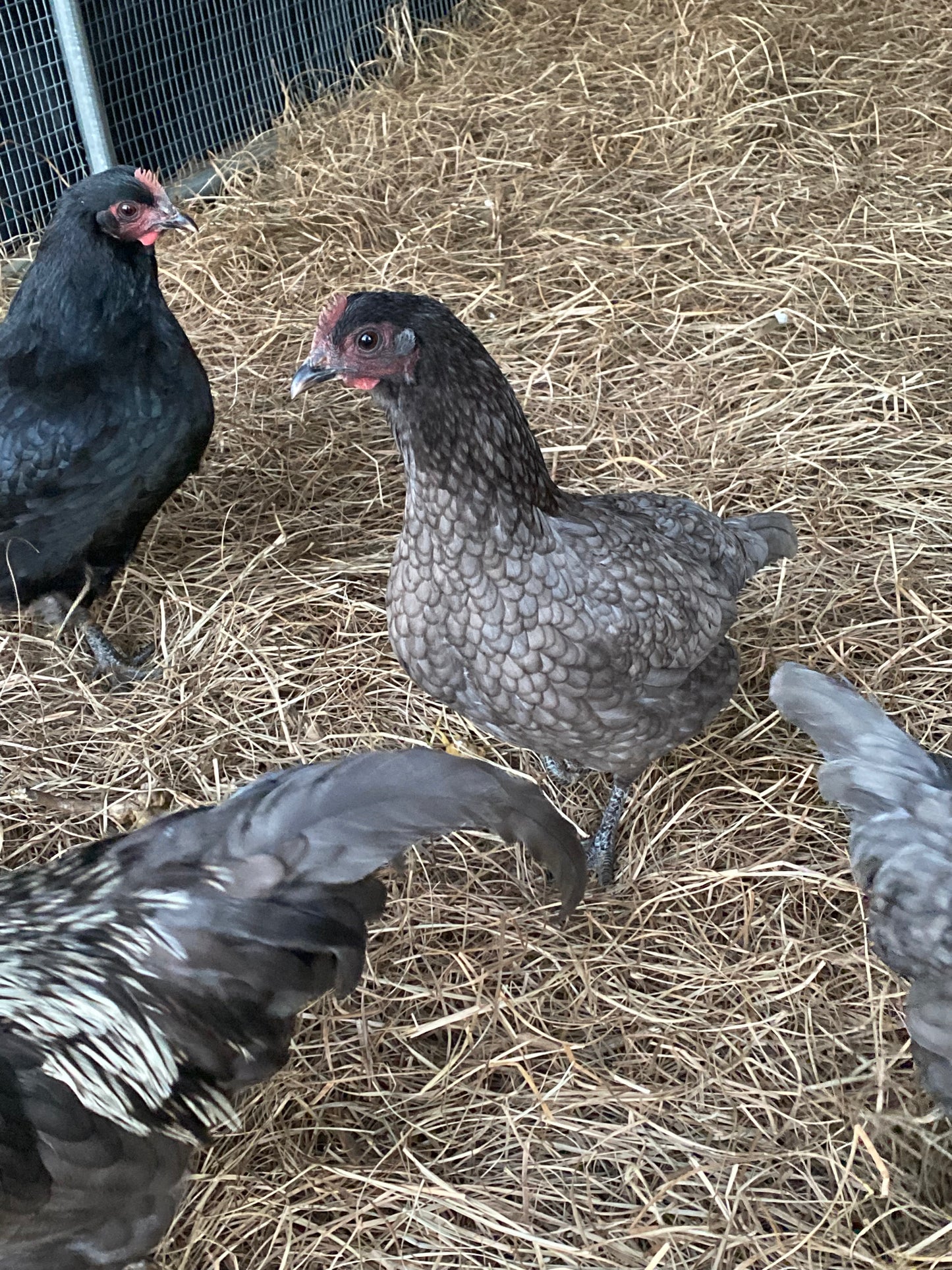 Silverudd's Blue day-old chick