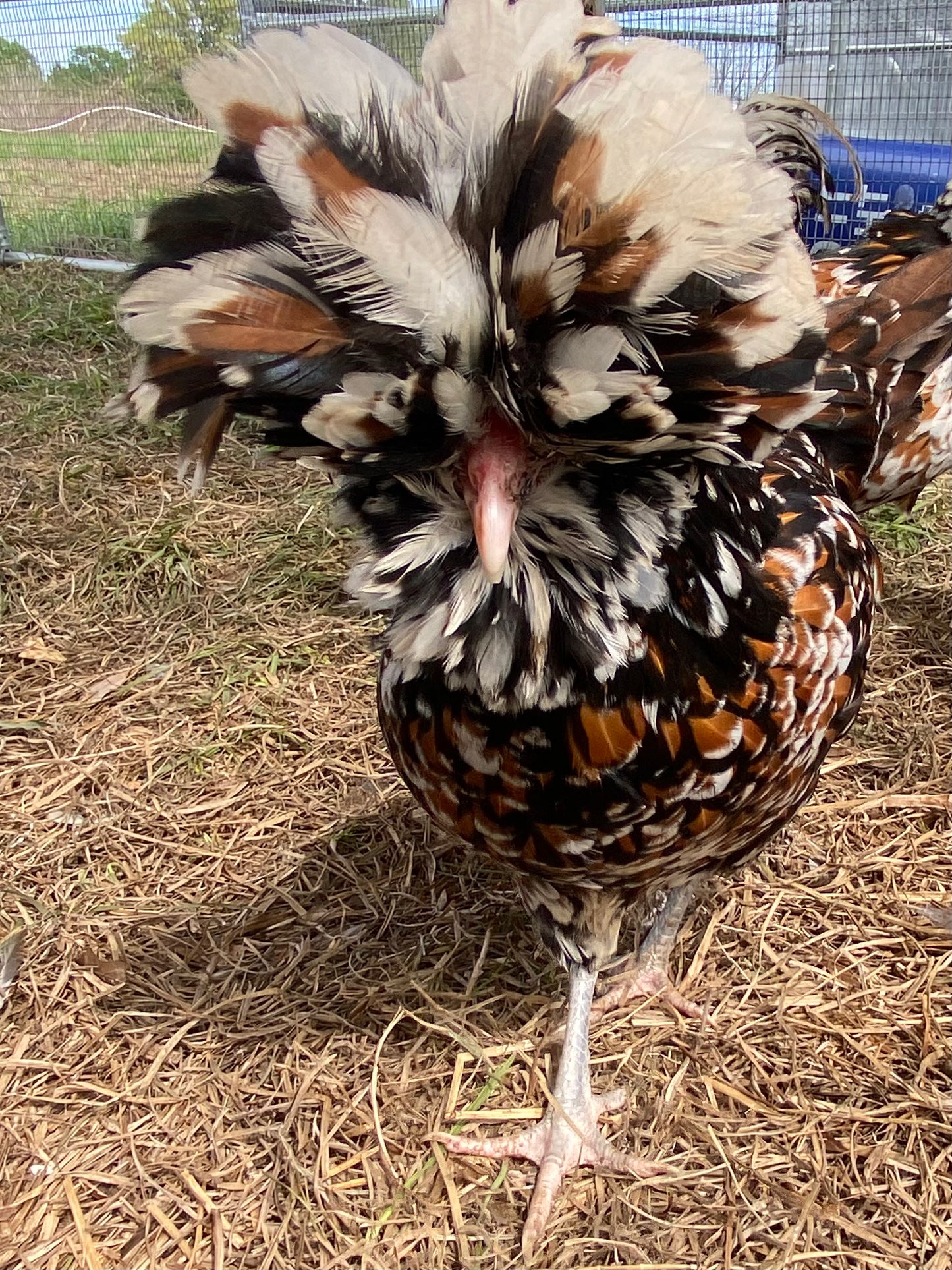 Tolbunt Polish day-old chick
