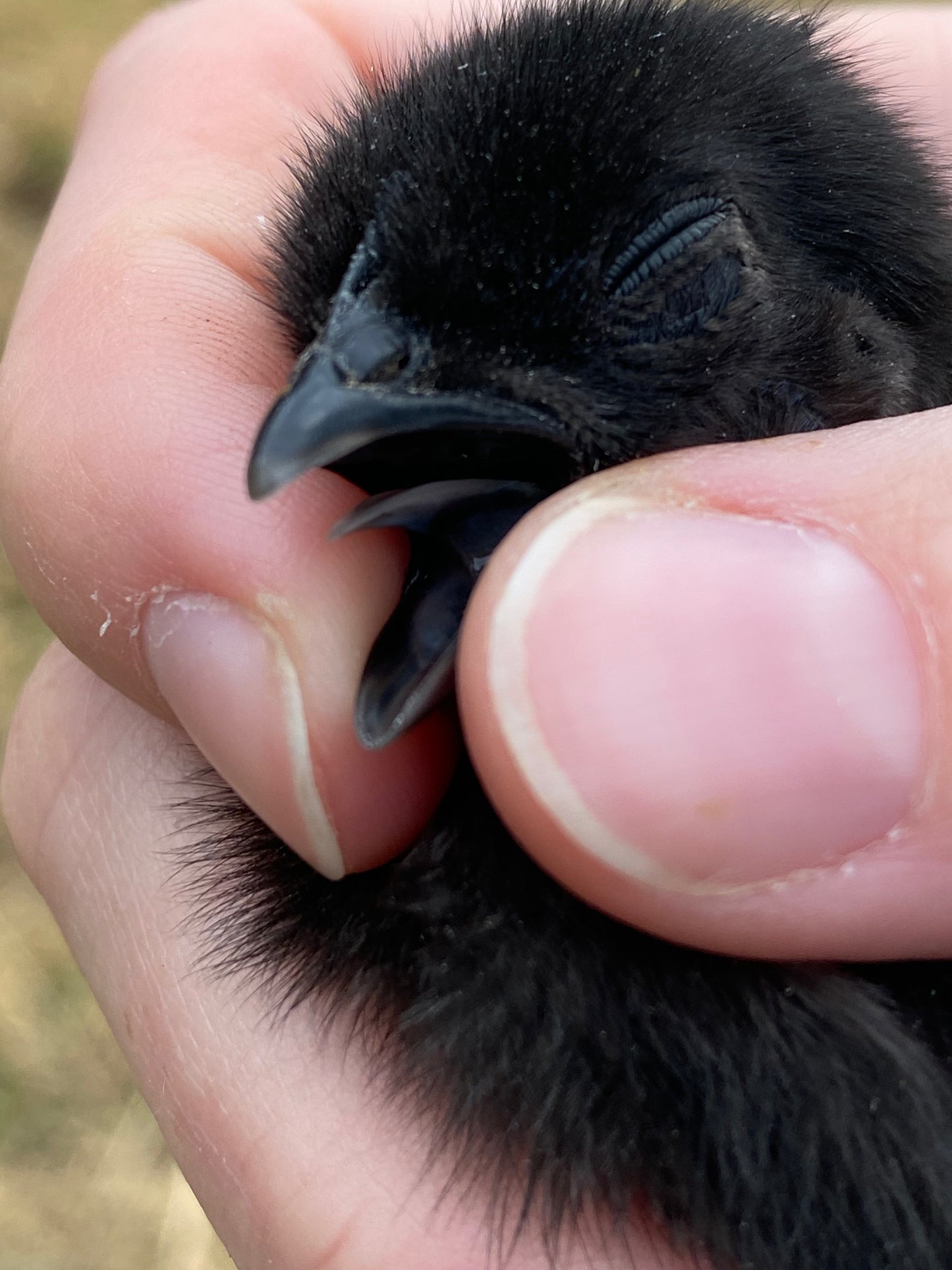 Ayam Cemani day-old chick