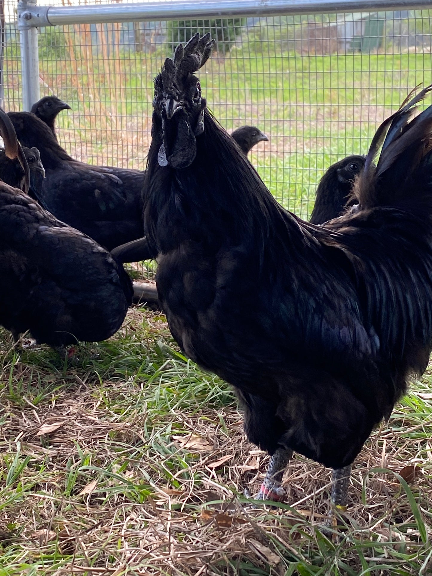 Ayam Cemani day-old chick