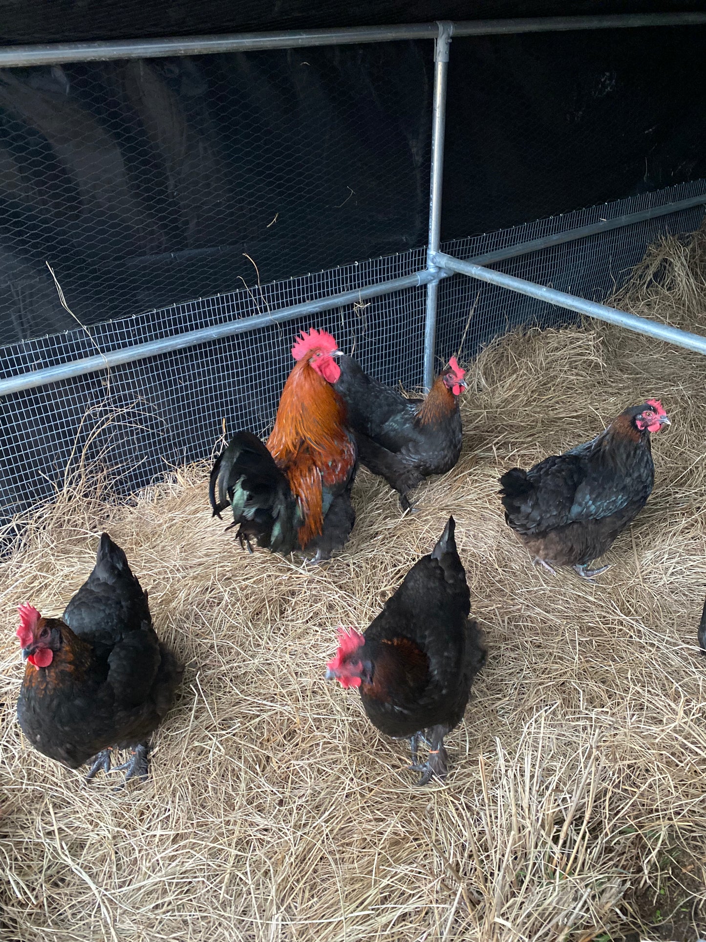 Black Copper Marans day-old chick