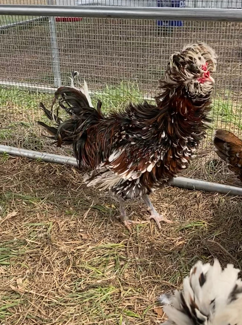 Tolbunt Polish (smooth) hatching eggs