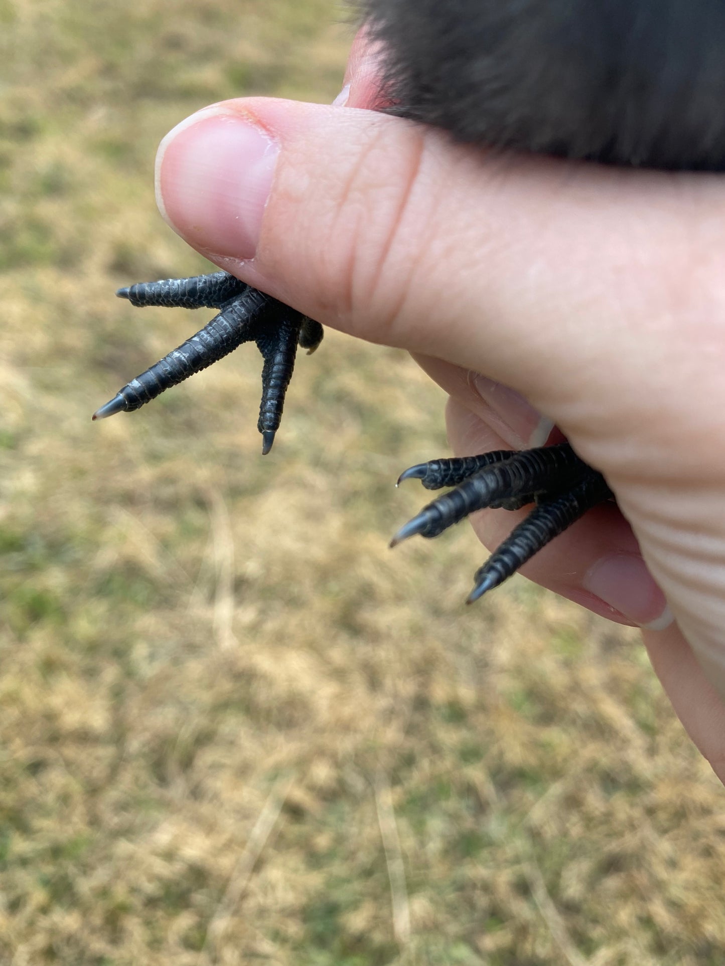 Ayam Cemani day-old chick