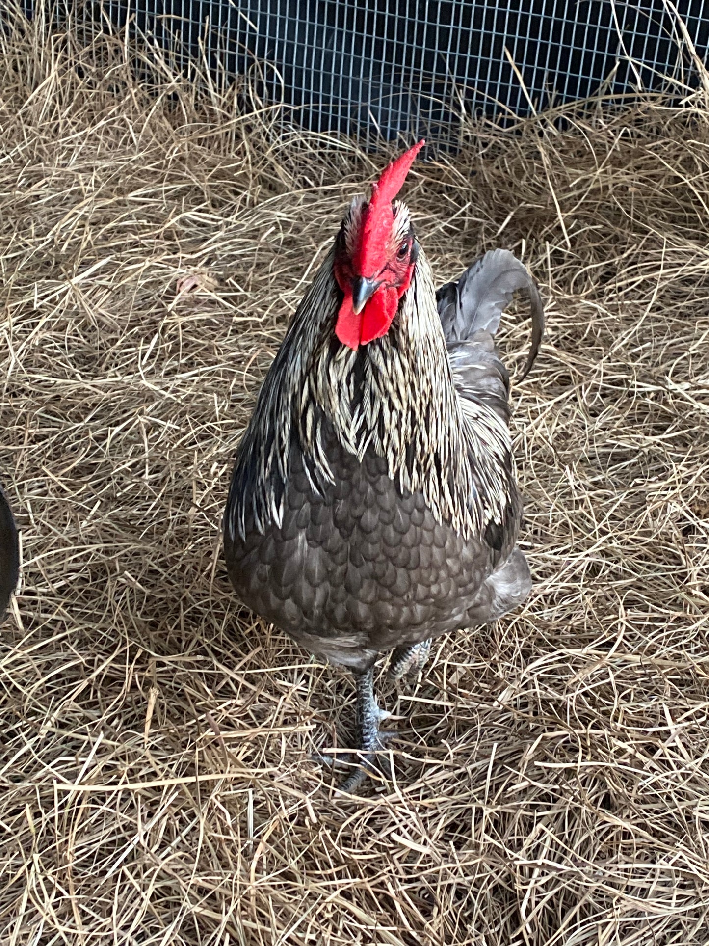 Silverudd's Blue day-old chick