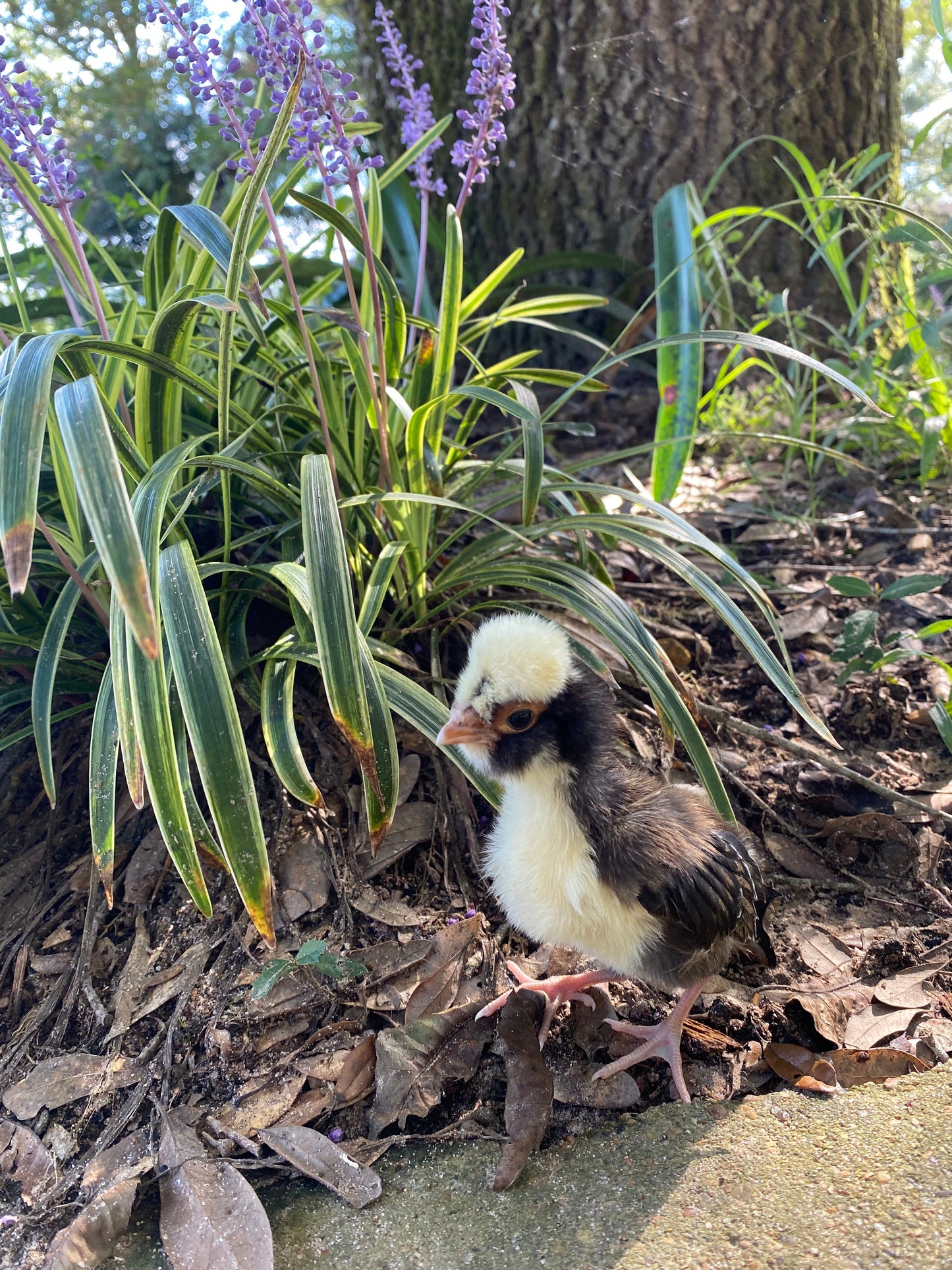 Tolbunt Polish (smooth) hatching eggs