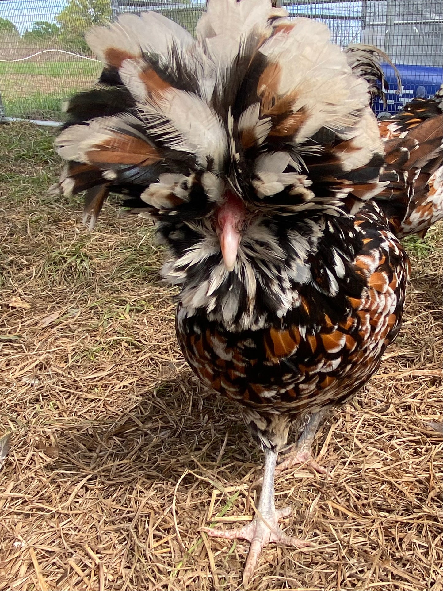 Tolbunt Polish (smooth) hatching eggs