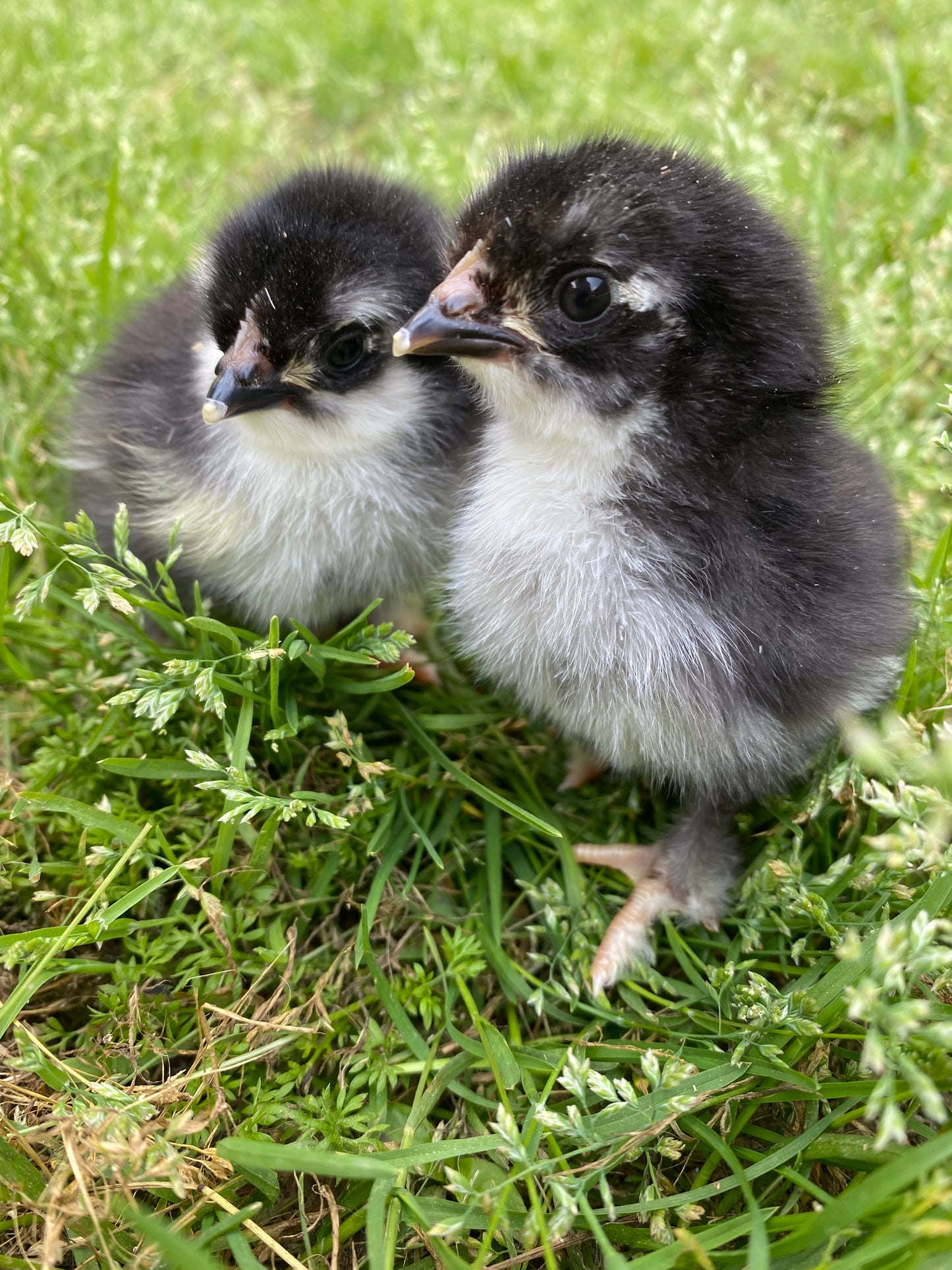 Black Copper Marans day-old chick
