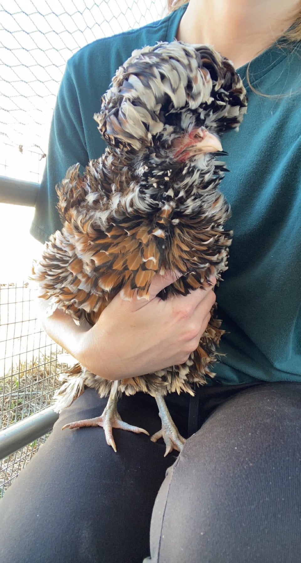 Tolbunt Polish (smooth) hatching eggs