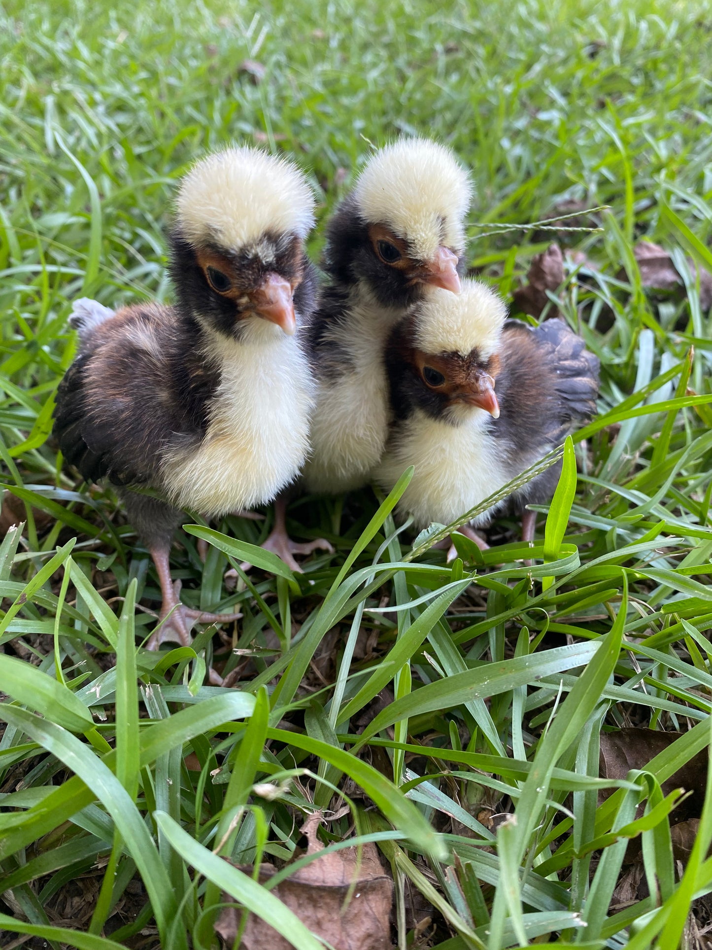 Tolbunt Polish (smooth) hatching eggs