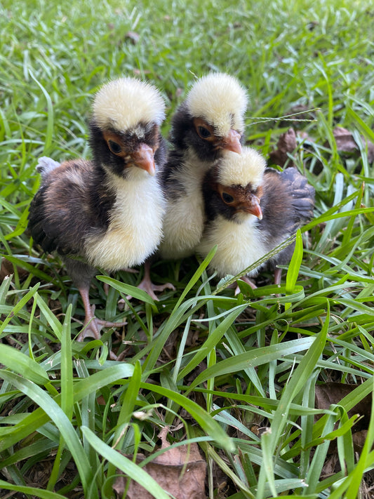 Tolbunt Polish (smooth) hatching eggs