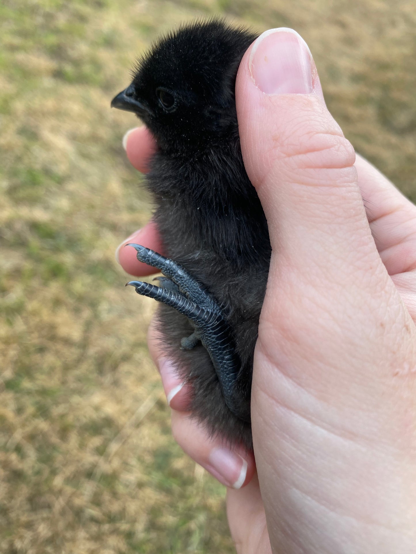 Ayam Cemani day-old chick