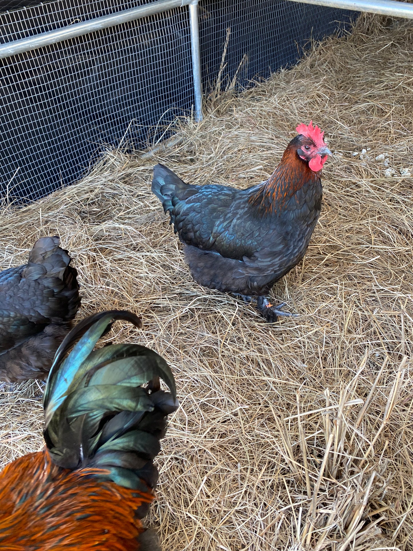 Black Copper Marans day-old chick
