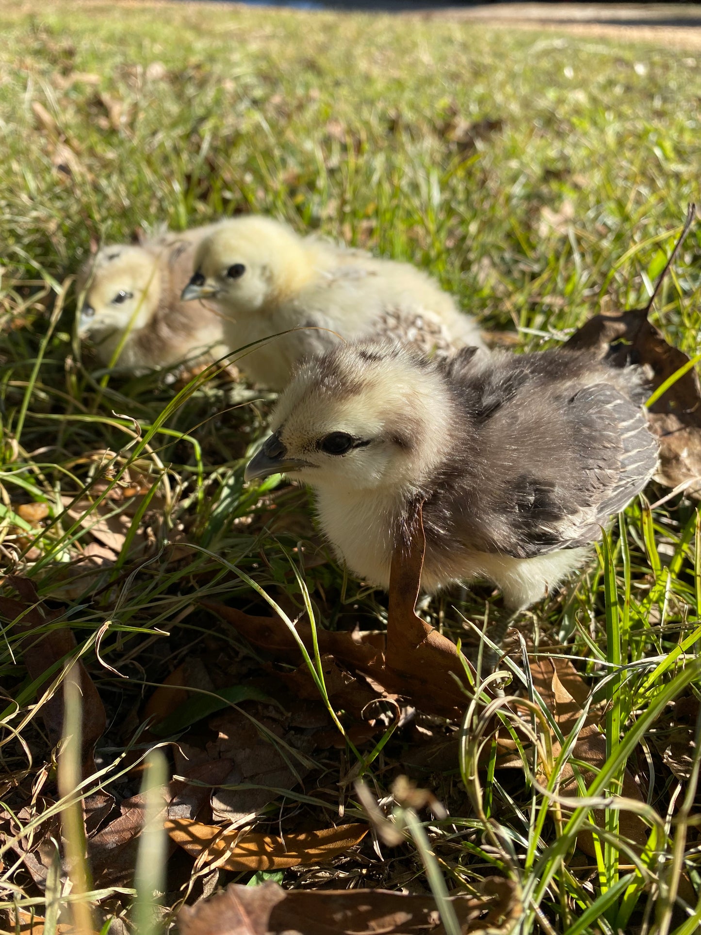 Mosaic day-old chick