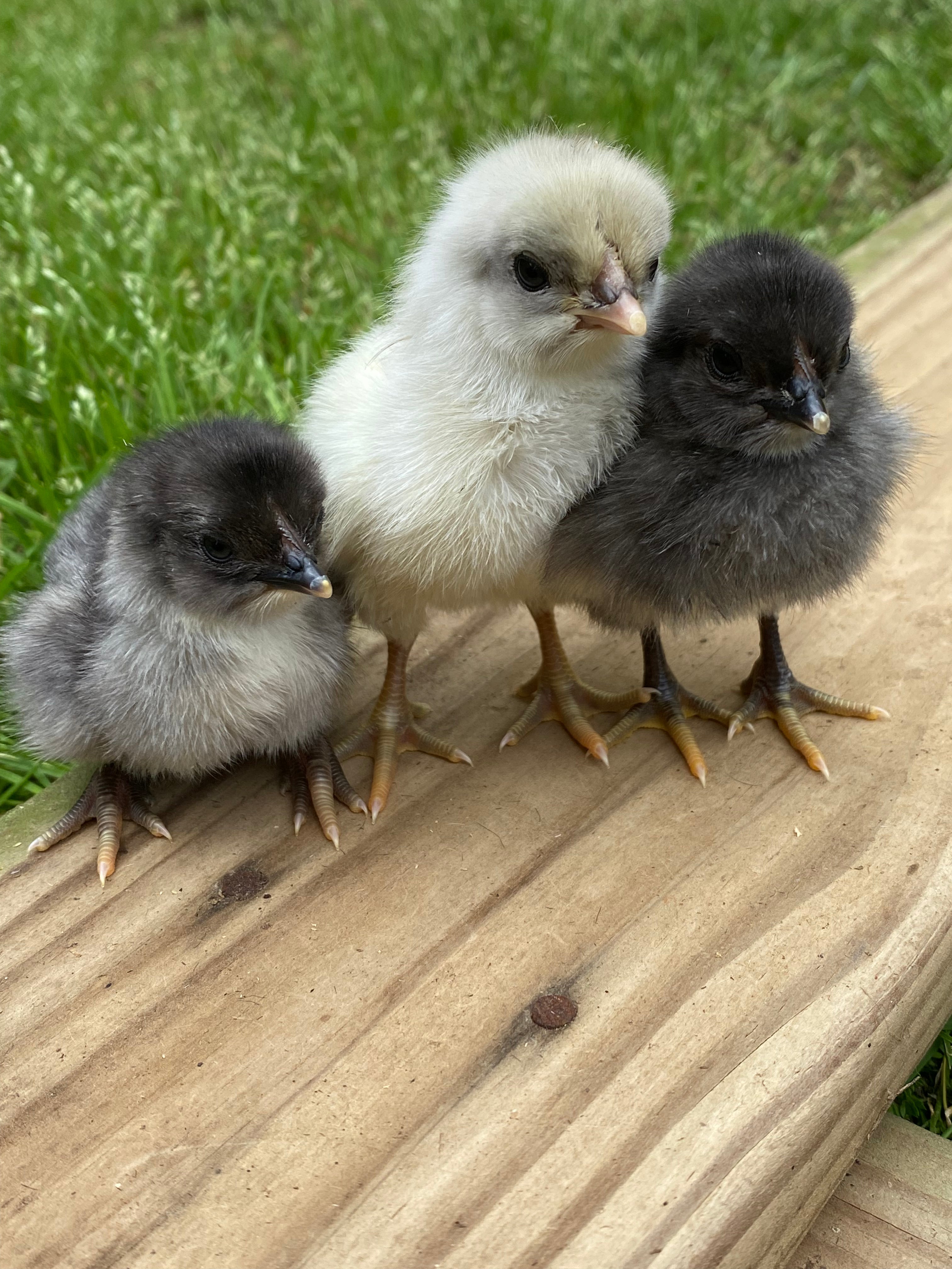Silverudd's Blue hatching eggs – Windmill Hill Hatchery