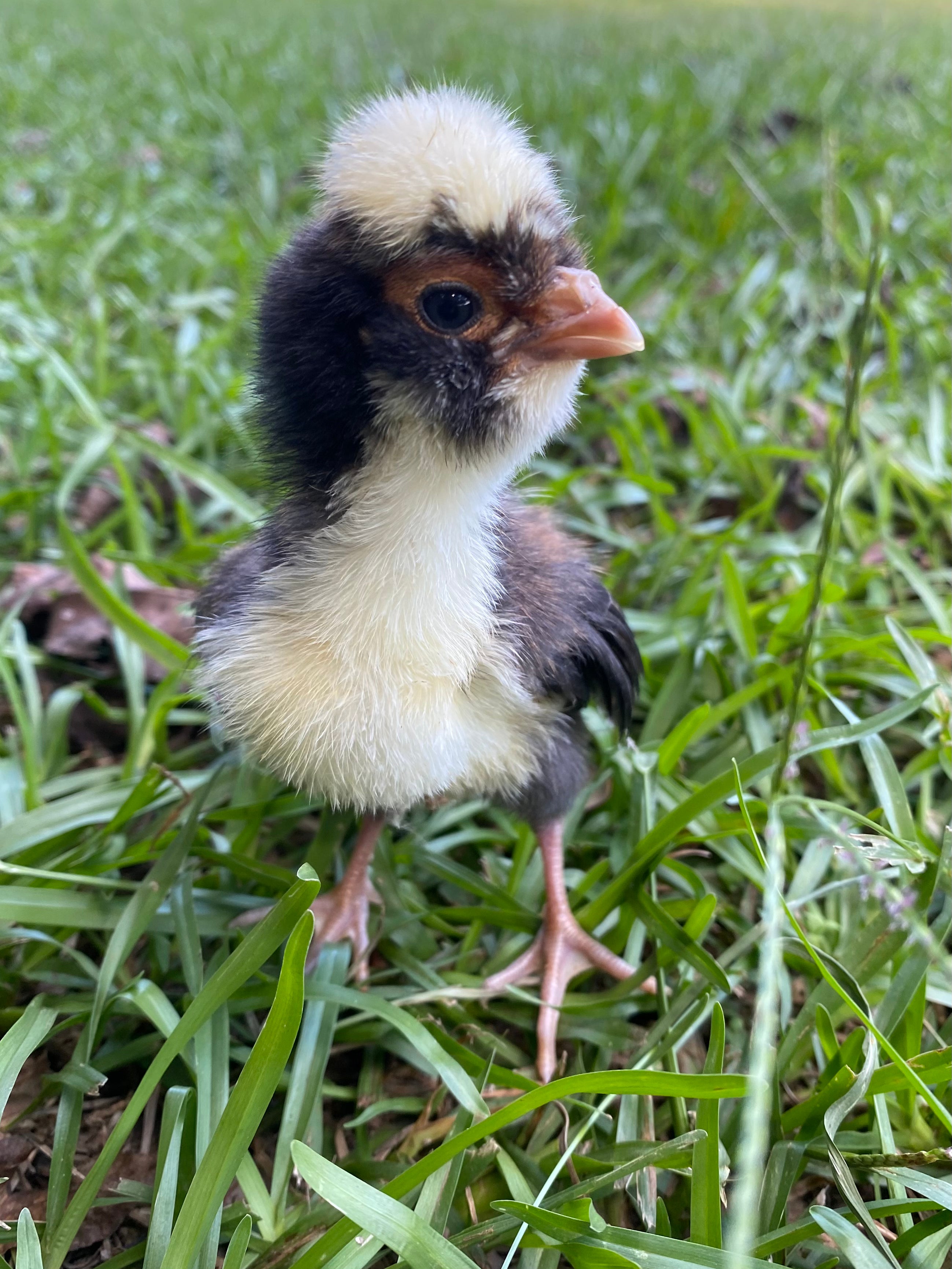 Tolbunt Polish Day-old Chick – Windmill Hill Hatchery