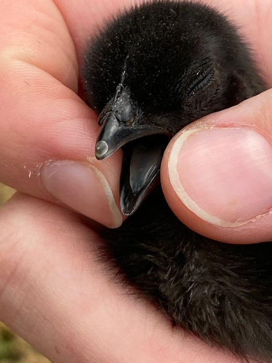 Ayam Cemani day-old chick