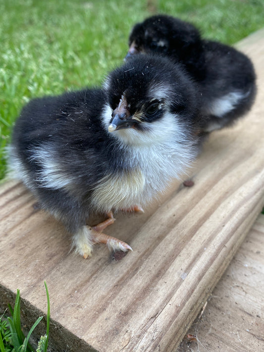 Black Copper Marans day-old chick