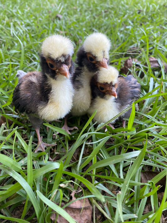 Tolbunt Polish day-old chick