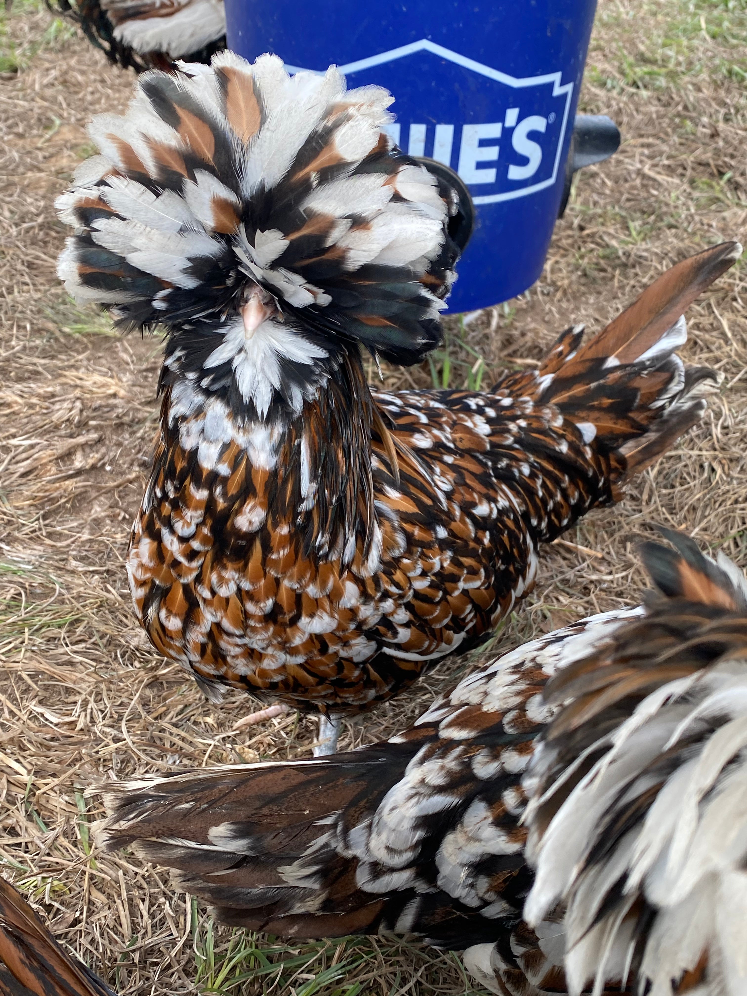 Tolbunt Polish Day-old Chick – Windmill Hill Hatchery