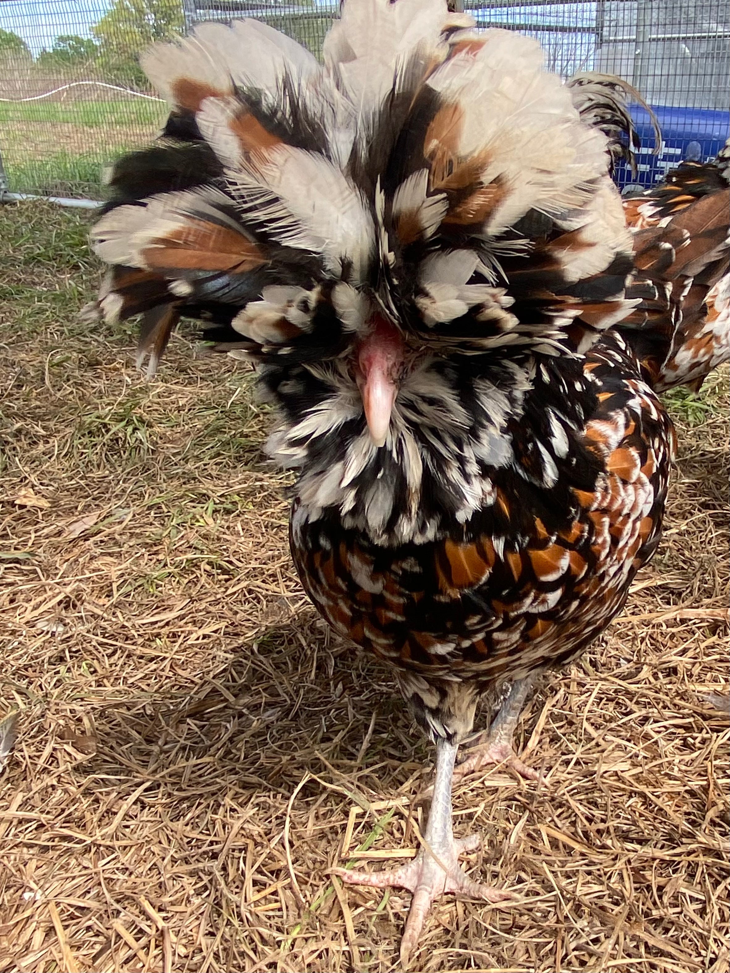 Tolbunt Polish (chance of frizzles) hatching eggs – Windmill Hill Hatchery