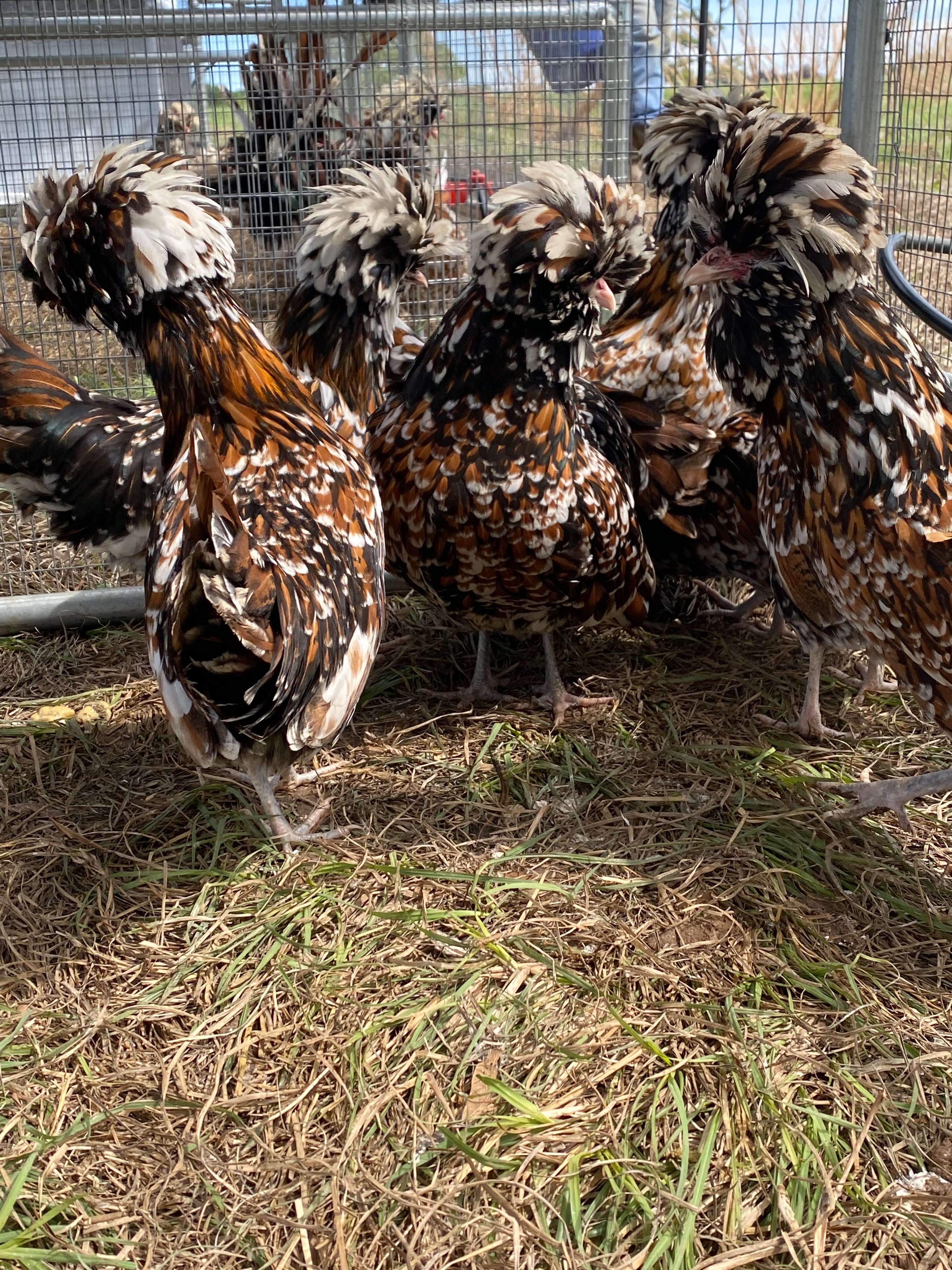 Tolbunt Polish Day-old Chick – Windmill Hill Hatchery