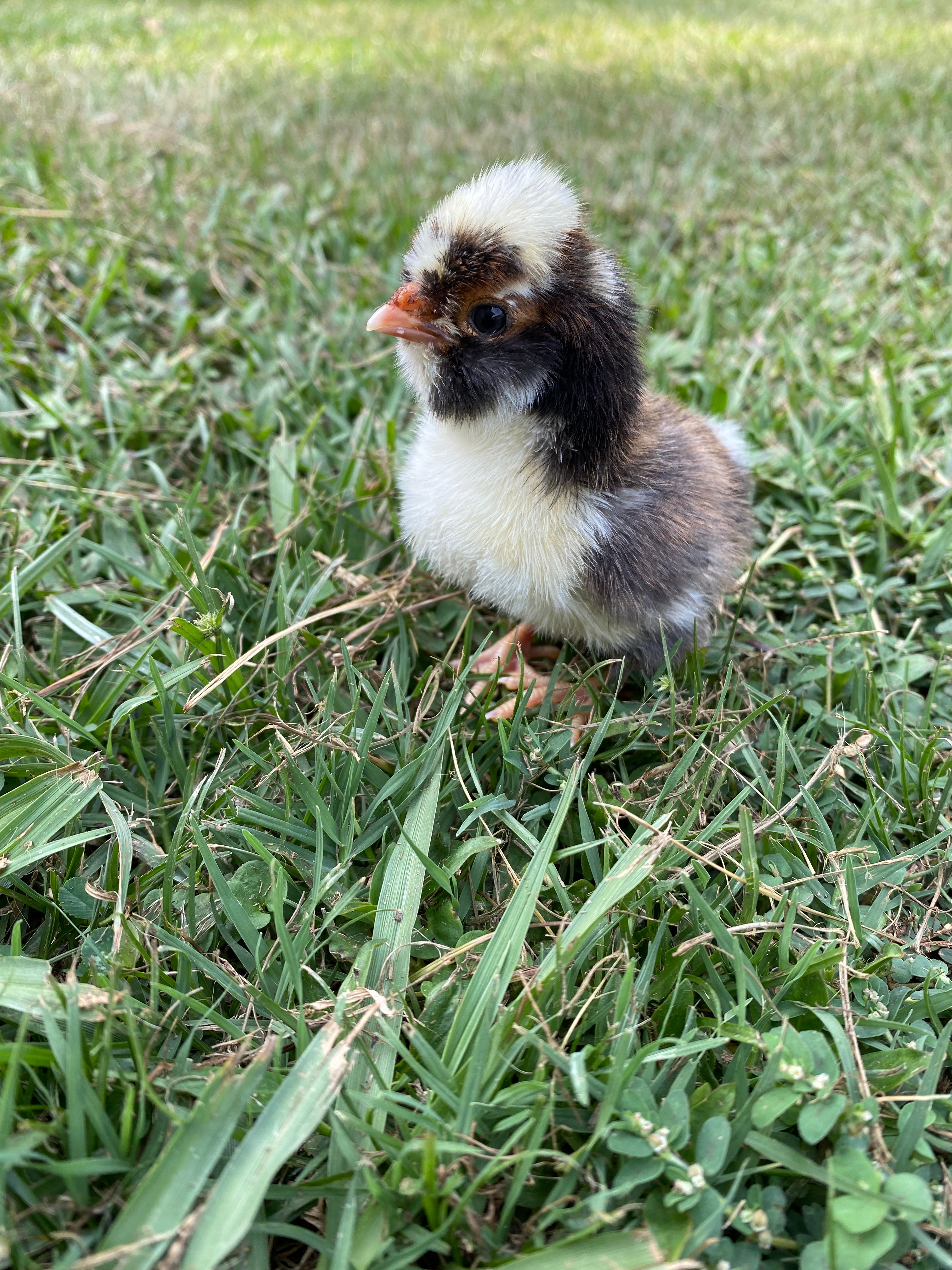 Tolbunt Polish Day-old Chick – Windmill Hill Hatchery